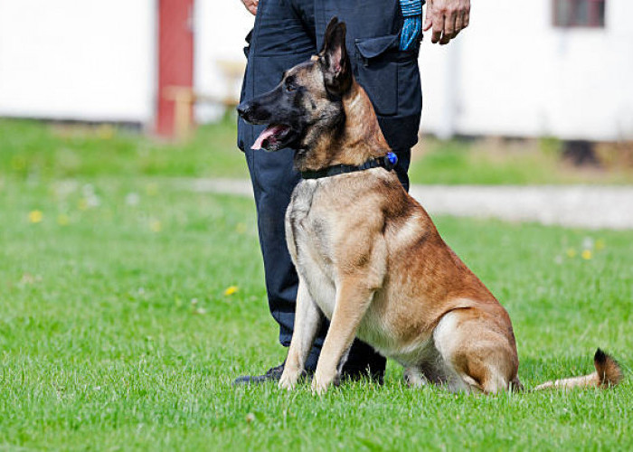 5 Jenis Anjing yang Sering Digunakan untuk Membantu Polisi 