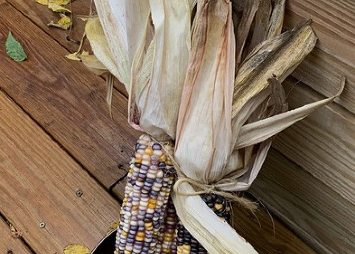 Mengenal Lebh Jauh Glass Gem Corn, Jagung Unik Dengan Warna-Warni yang Memukau