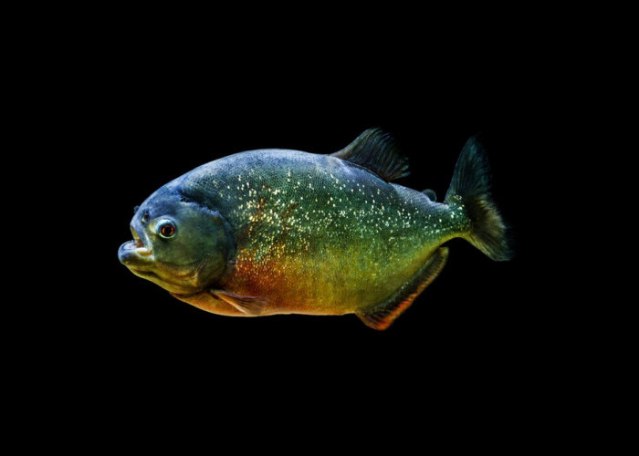 5 Fakta Unik Tentang Ikan Piranha yang Mungkin Belum Anda Ketahui