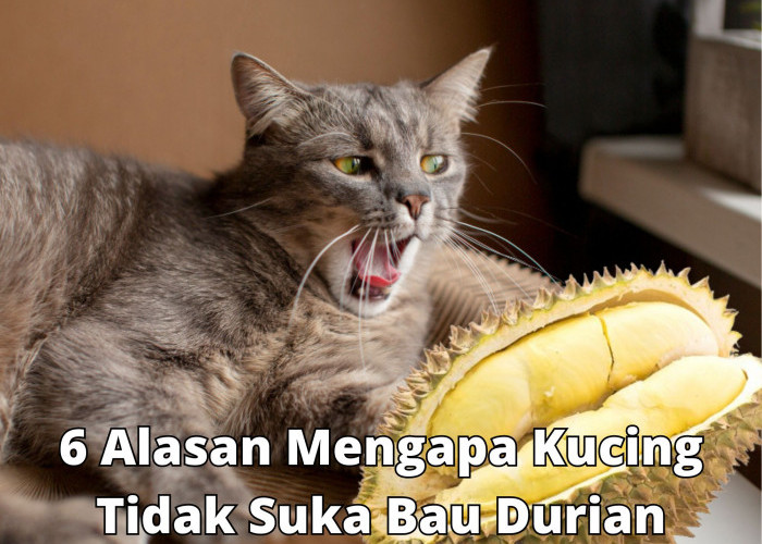 6 Alasan Mengapa Kucing Tidak Suka Bau Durian