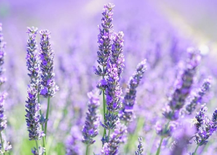 8 Tanaman Hias yang Bermanfaat untuk Kesehatan Mental, Salah Satunya Lavender