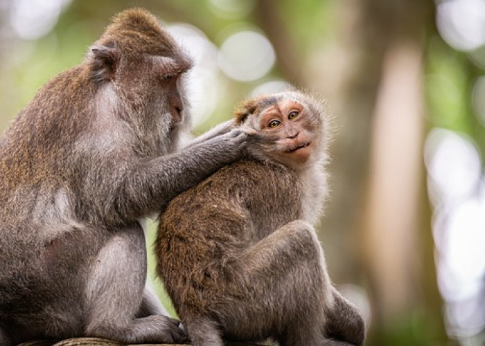 ITB Ungkap 3 Penyebab Monyet Berkeliaran di Pemukiman Warga Bandung: Tanda Bencana Alam
