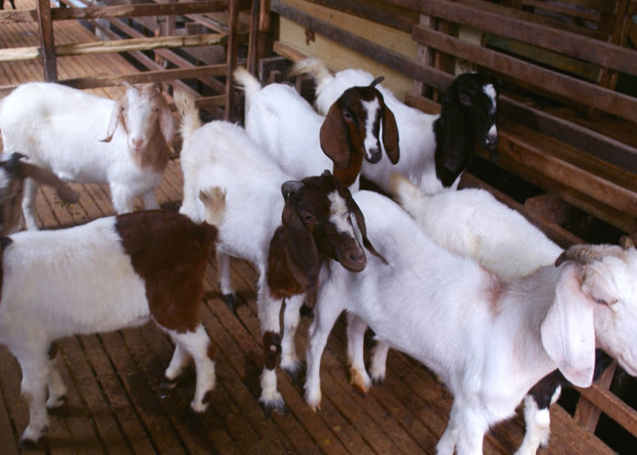 5 Kambing Ini Cocok untuk Kurban, Sehat dan Banyak Dicari Saat Iduladha