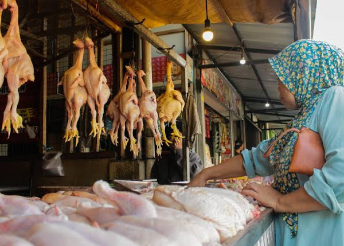 Harga Ayam Potong di Pasar Bogor Naik