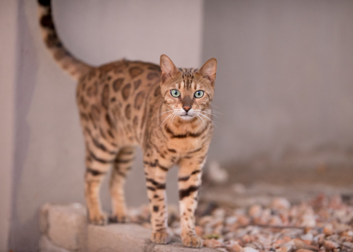 Benarkah Ini Salah Satu Kucing Termahal di Dunia? Inilah 5 Fakta Unik Mengenai Kucing Ashera