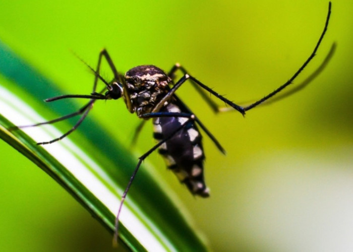Pemkot Bogor Adakan Gertak Pemberantasan Sarang Nyamuk di Sekolah dengan Libatkan Siswa