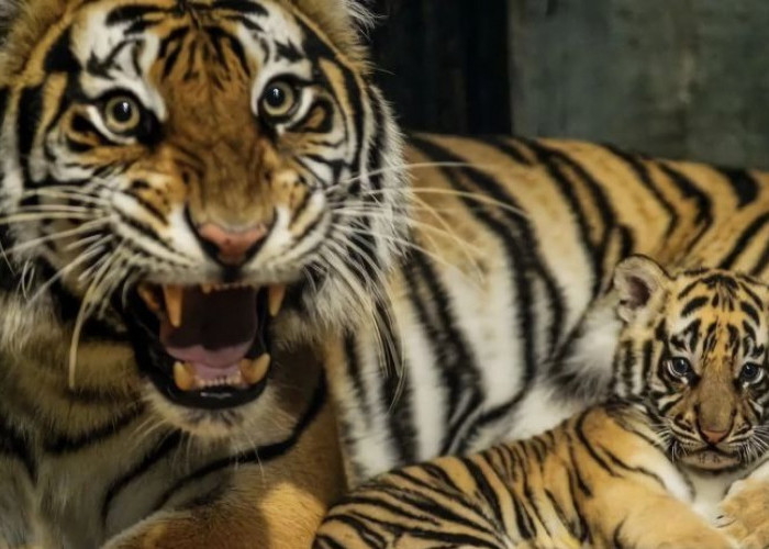 Anak Harimau Benggala di Bandung Zoo Mati, BBKSDA Jabar Tunggu Hasil Pemeriksaan