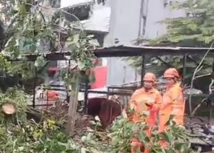 Kabupaten Bogor Diguyur Hujan Deras, Pohon Tumbang di Sejumlah Titik