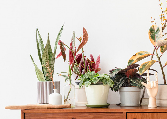 Rumah Berdebu? Coba Taruh 5 Tanaman Hias Ini, Udara Langsung Lebih Bersih