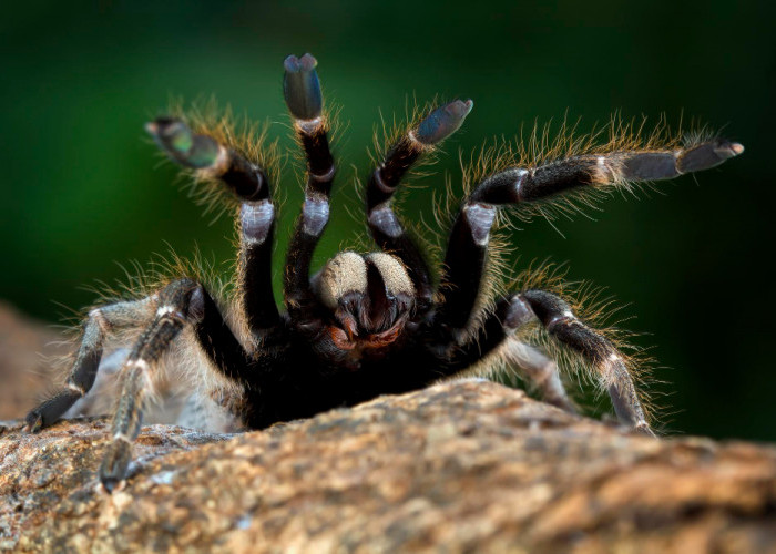 7 Fakta Menarik Tentang Hewan Tarantula