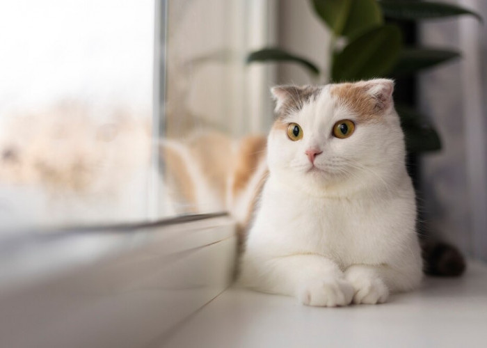 Kamu Harus Tau, Ini 4 Bahaya Bulu Kucing Bagi Kesehatan