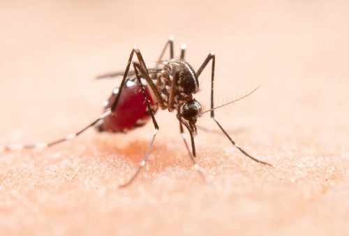 Benarkah Nyamuk Mengincar Orang Tertentu untuk Digigit? Ini Jawaban dr. Saddam Ismail