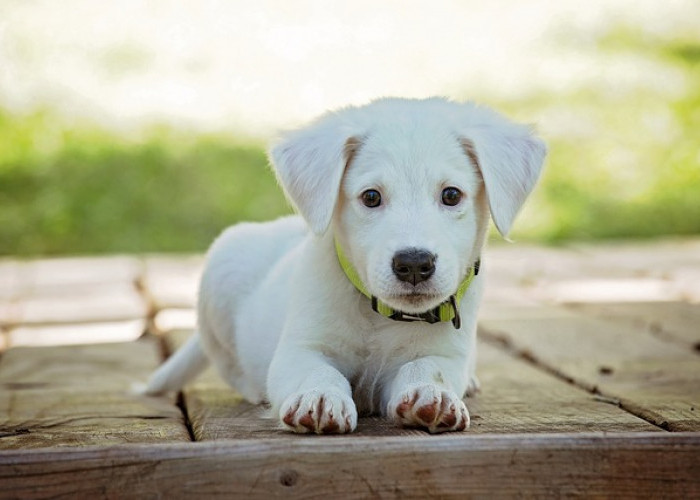 Mengenal 5 Pertanda Anjing Peliharaan Sedang Sakit, Salah Satunya Gak Nafsu Makan