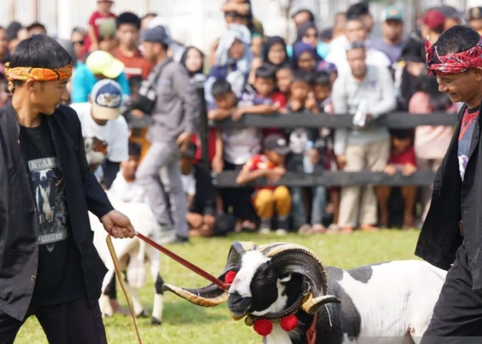 Pemkab Bogor Hidupkan Usaha Peternakan Melalui Festival Domba-Kambing dan Seni Ketangkasan