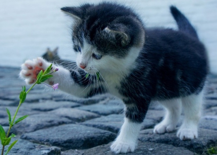 Harus Tahu dan Jangan Diberi, Ini 14 Makanan yang Berbahaya untuk Kucing