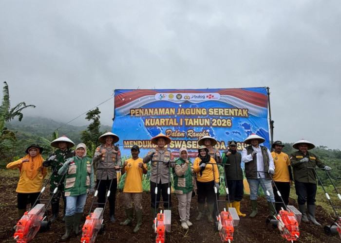 Dukung Swasembada Pangan Nasional, Polresta Bandung Tanam Jagung Serentak Empat Hektar di Cikancung