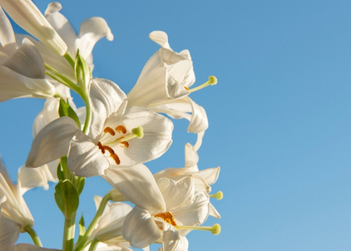 5 Fakta Unik Bunga Lily: Keindahan, Simbolisme, dan Keunikan