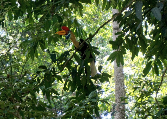 Fakta Menarik Burung Rangkong, Burung Langka yang Susah Ditemukan!!!