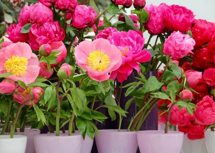 6 Pilihan Bunga yang Melambangkan Kasih Sayang yang Bisa Dijadikan Pilihan untuk Valentine!   
