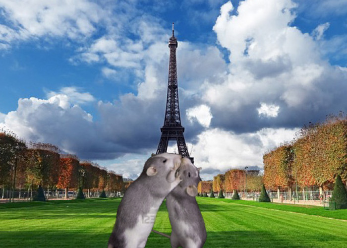 Manusia Kini Bisa Hidup Romantis dengan Tikus di Kota Paris