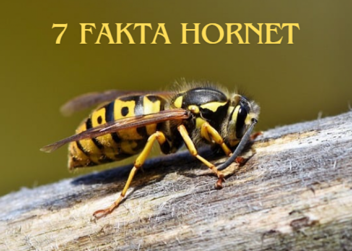 7 Fakta Tentang Hornet, Pemangsa Lebah dan Berbahaya