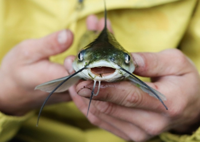 7 Ikan Lokal Tinggi Gizi dan Protein, Cocok Jadi Alternatif Salmon