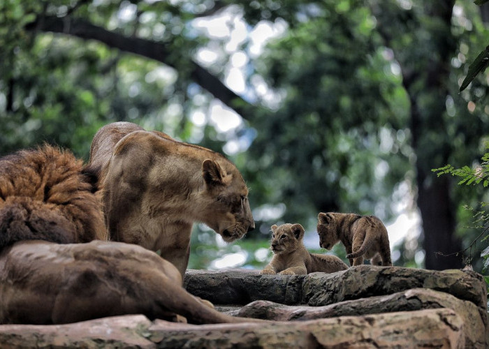 'Sabda' Google Status Kebun Binatang Bandung Buka, BKAD Beri Klarifikasi