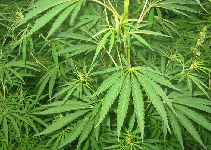 Rumah di Bandung Jadi Ladang Ganja, Polisi Temukan Puluhan Tanaman Siap Panen