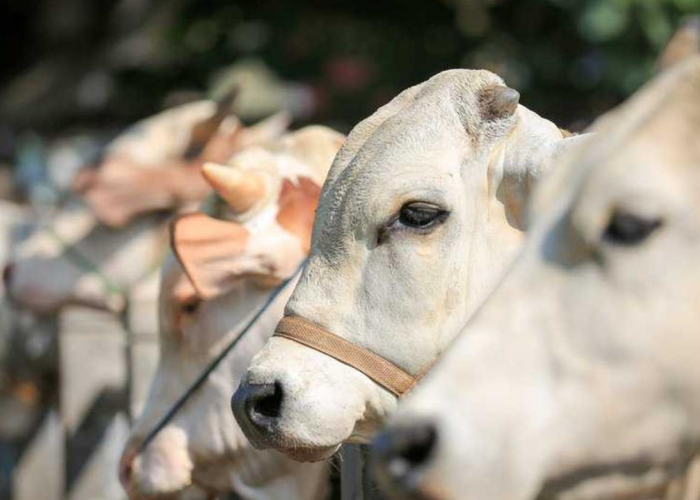 5 Cara Memilih Hewan Kurban yang Sehat dan Layak untuk Iduladha