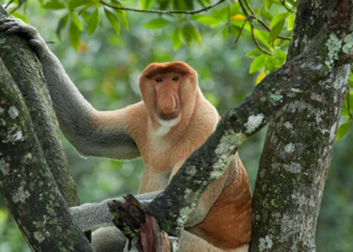 Fakta Menarik tentang Monyet Bekantan, Ikon Hutan Hujan Kalimantan