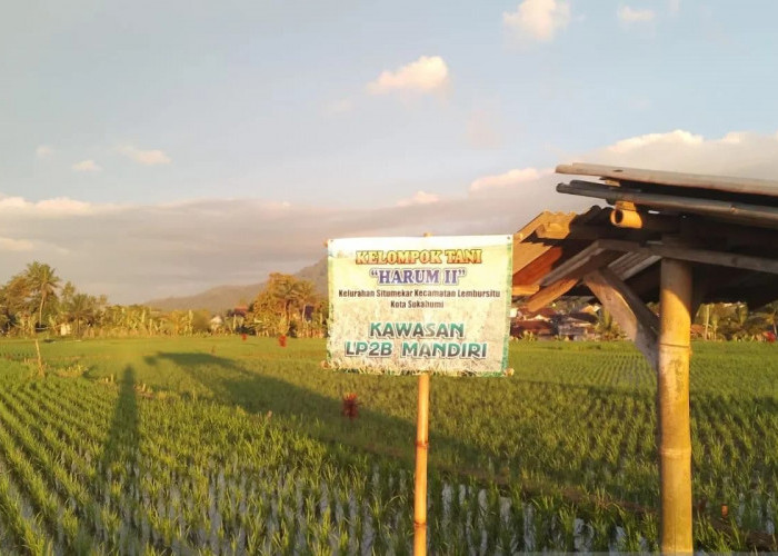 Alih Fungsi Meningkat, Luas Lahan Pertanian di Kota Sukabumi Berkurang 26 ha