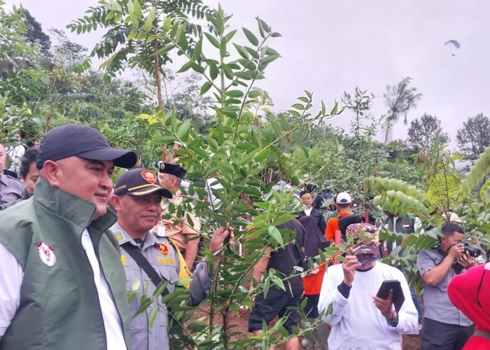 Pemkab Bogor Tanam Pohon di Hulu Sungai Ciliwung, Bupati: Bogor Harus Kembali Hijau