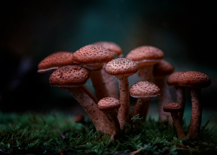5 Fakta Unik Magic Mushroom Sebagai Jamur Penuh Kontroversi!