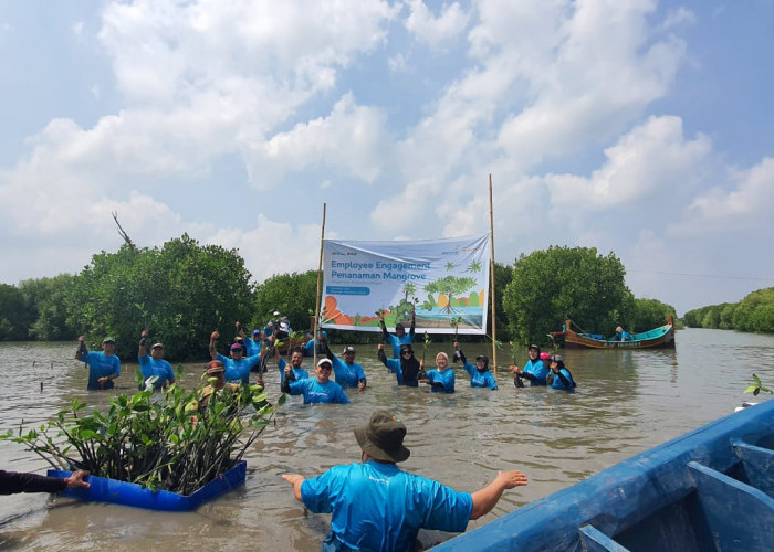 Atasi Dampak Abrasi di Desa Mayangan : Bio Farma Bawa 100 Karyawan Tanam 3500 Mangrove