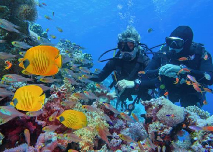 Menaklukkan Keindahan Bawah Laut: Wisata Snorkeling dan Selam yang Memukau di Dunia! Mana Tempat Impianmu?