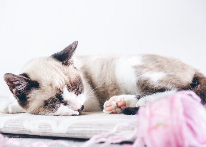 Yuk Kenali 7 Makna Posisi Tidur Kucing 