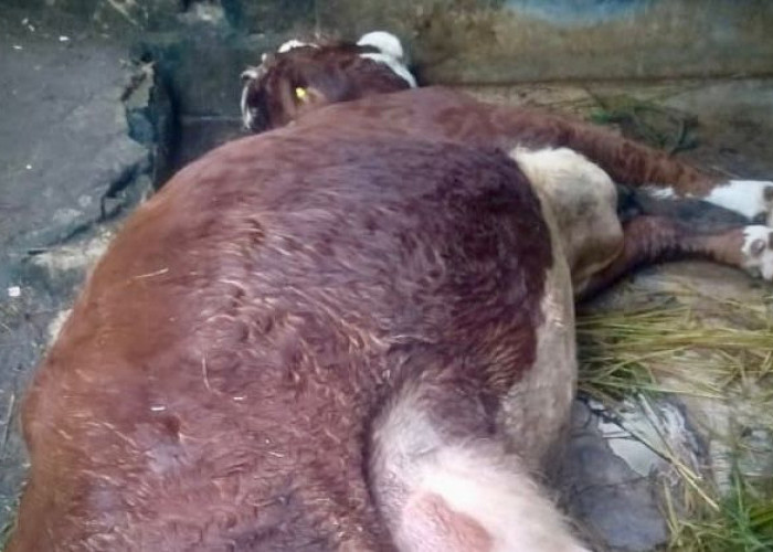 Belasan Sapi Perah Betina di Lembang Mati Mendadak, Peternak Tak Tau Jenis Penyakit Penyebab Kematian
