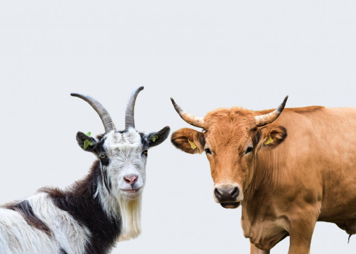 5 Syarat Sapi dan Kambing yang Cocok Untuk Kurban Sesuai Syariat Islam