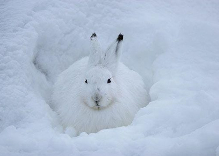 Mengenal Arctic Hare, Hewan Ikonik Kutub yang Menarik
