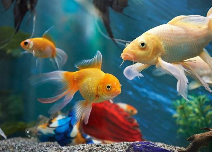 10 Ikan Hias yang Mudah Dipelihara dan Tahan Lama