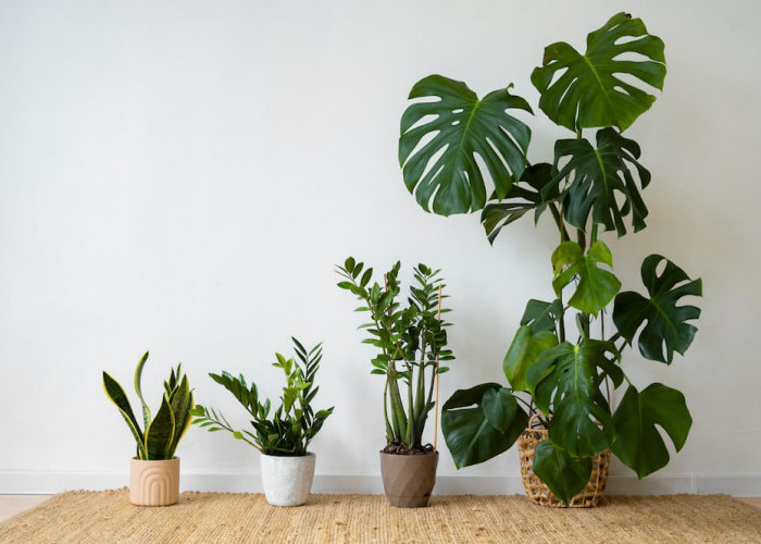 5 Tanaman Hias Murah Tapi Tampak Mewah, Bikin Rumah Auto Estetik Tanpa Boros