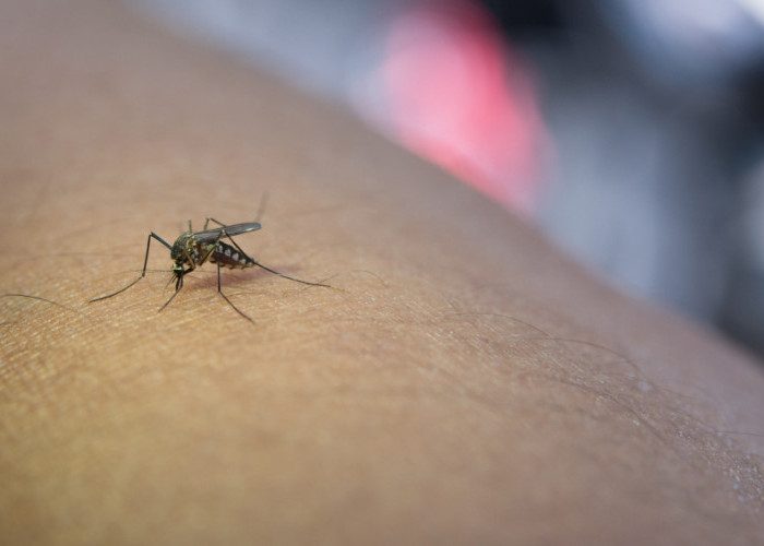 3 Tanaman yang Efektif Mengusir Nyamuk