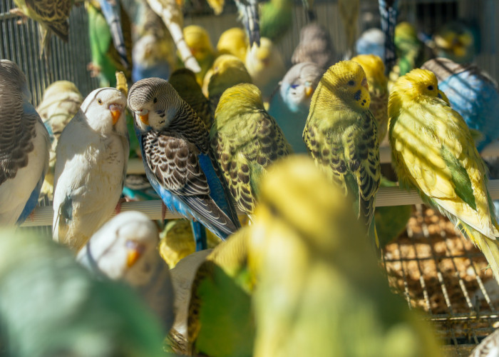 Jenis Burung Pemakan Daging: Ragam Kehidupan dan Peran Ekologis