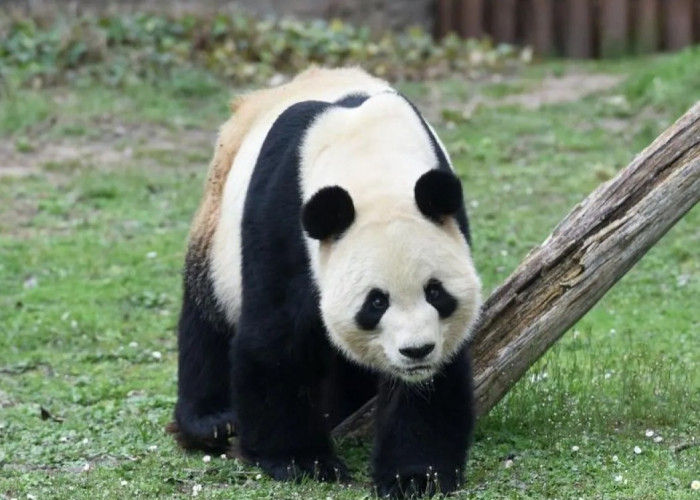 Pasangan Panda Raksasa Baru dari Tiongkok Akan Dikirim ke Spanyol Akhir April