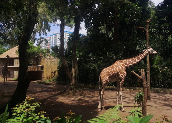Pakan Satwa Bandung Zoo Masih Tercukupi, Tapi Masa Depan Masih Menggantung