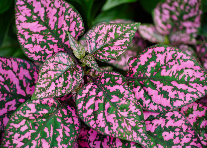 7 Tanaman Hias yang Bisa Berubah Warna Secara Alami