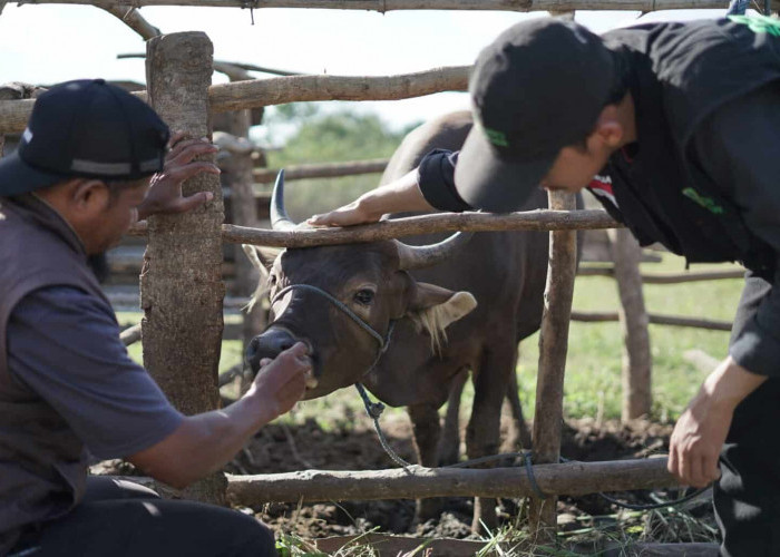 Idul Adha 2026 Sebentar Lagi, Cek Tips Beli Hewan Kurban Terbaik Sesuai Syariat