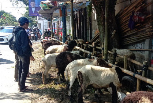 3.330 hewan kurban di Kota Bandung Tidak Layak Konsumsi dan Dikurbankan, Ternyata Ini Penyebabnya