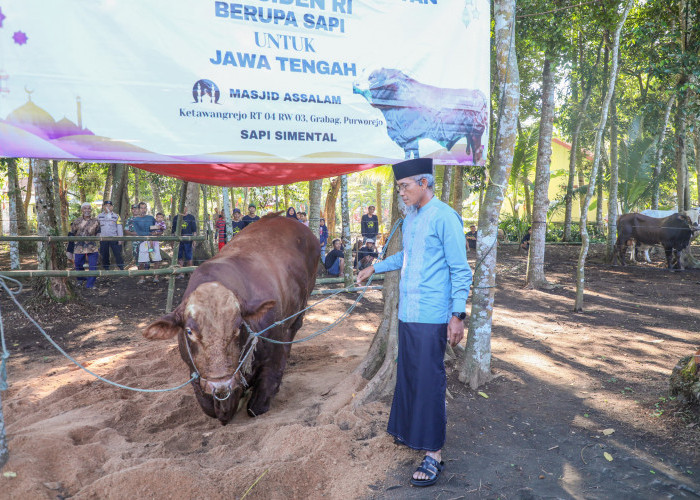 36 Sapi Kurban Presiden RI Dibagi di Jateng, Sekda: Bentuk Apresiasi Peternak Lokal