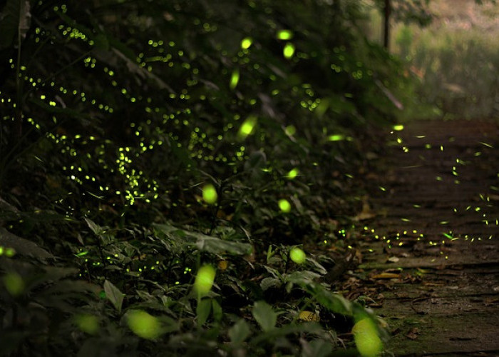 9 Fakta Unik Kunang-kunang, Hewan Mungil yang Glow in The Dark